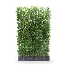 Hedge to go