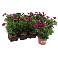 Sommarblommor