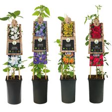 Klängväxter S-Pot 3.0