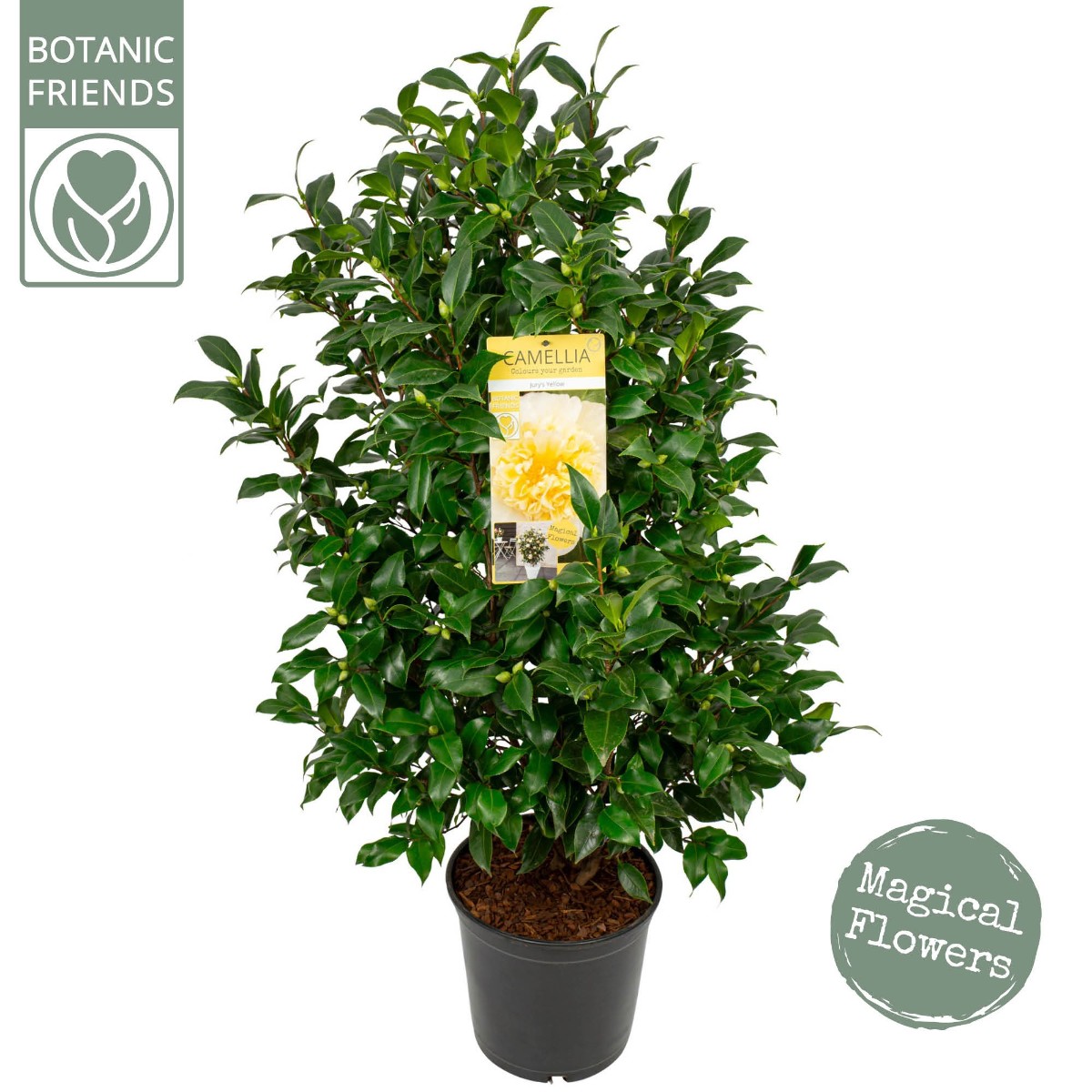 Main image on product details page