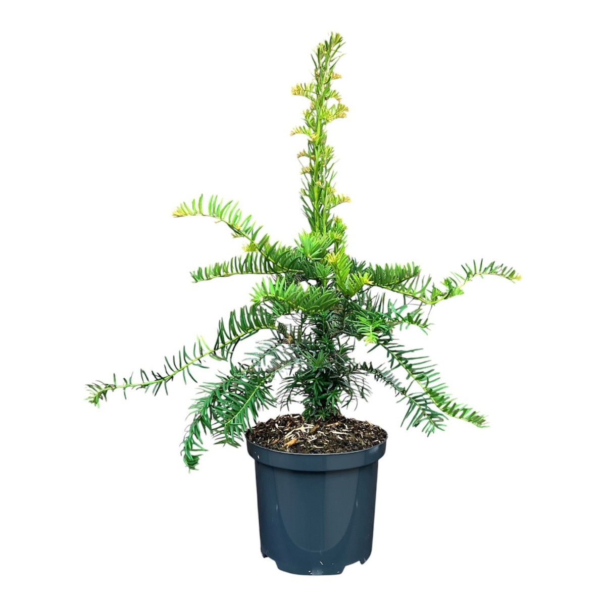 Main image on product details page