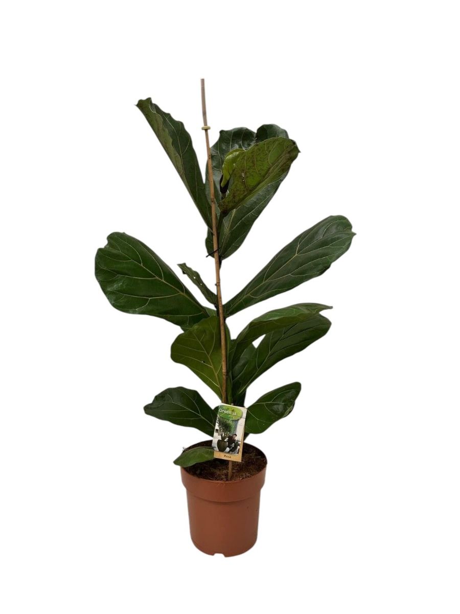 Main image on product details page