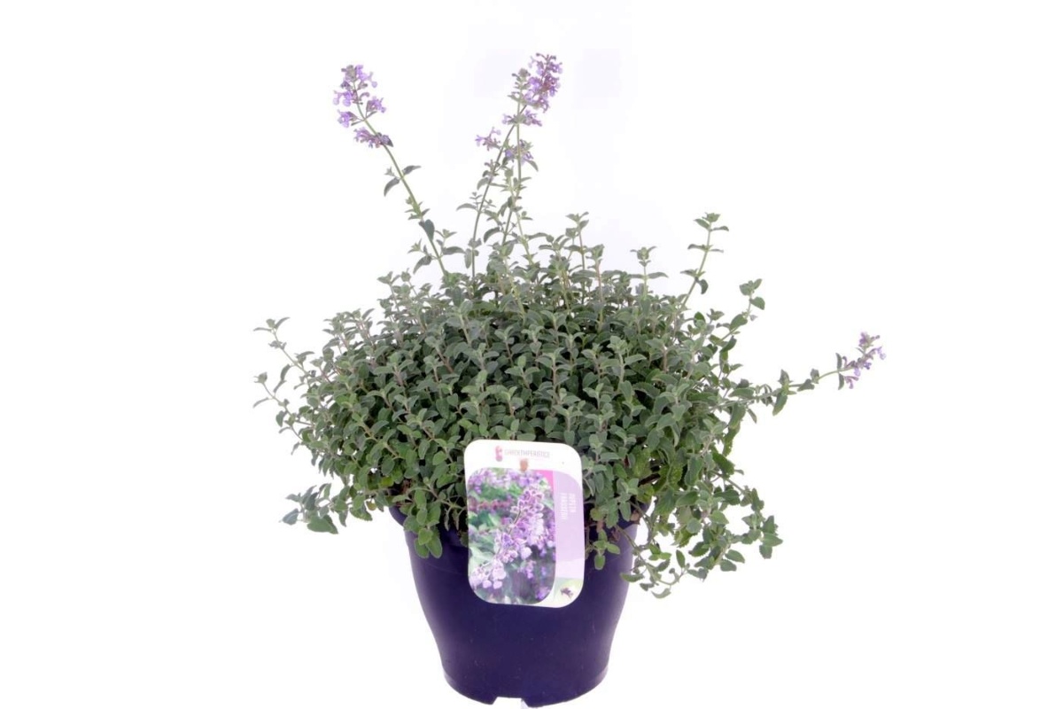 Main image on product details page