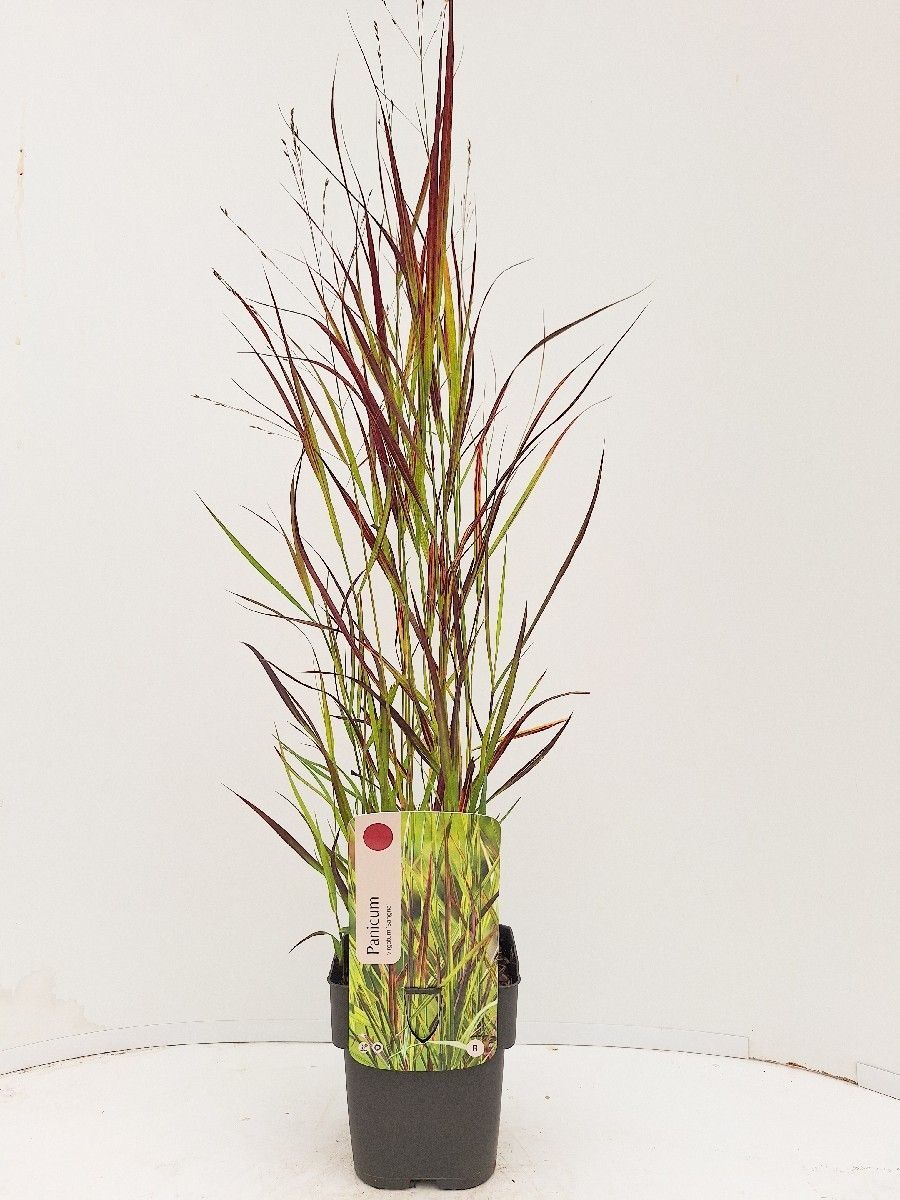 Main image on product details page