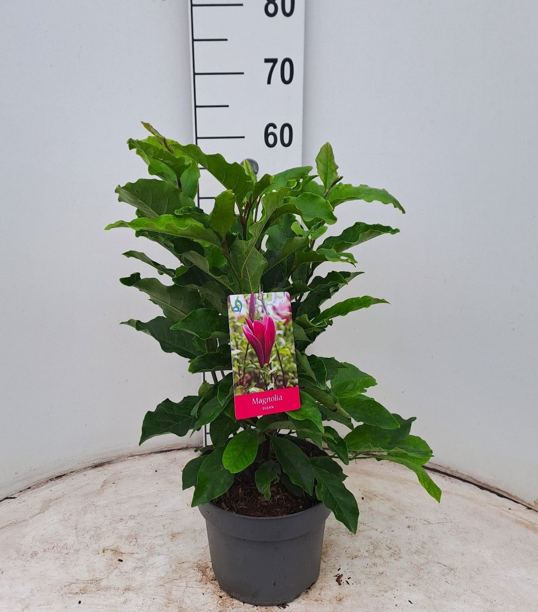 Main image on product details page