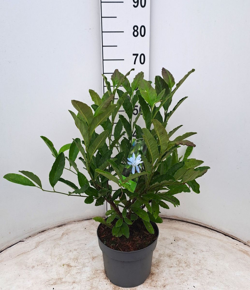 Main image on product details page