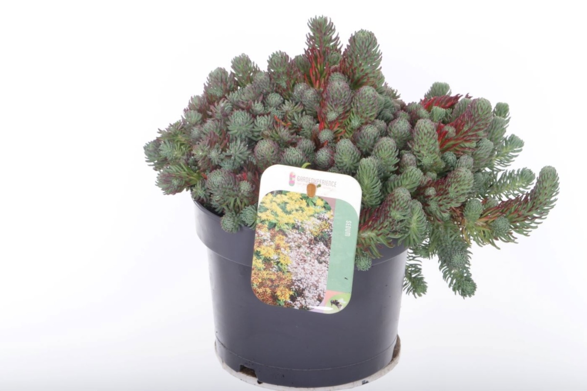 Main image on product details page