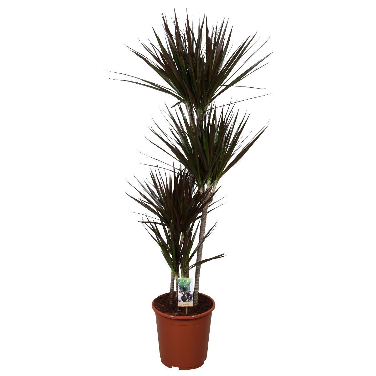 Main image on product details page