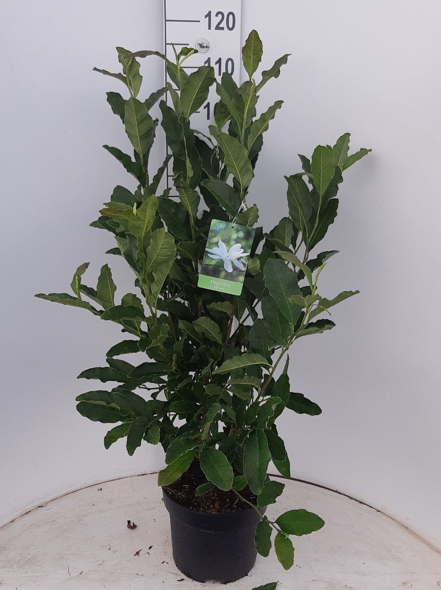 Main image on product details page