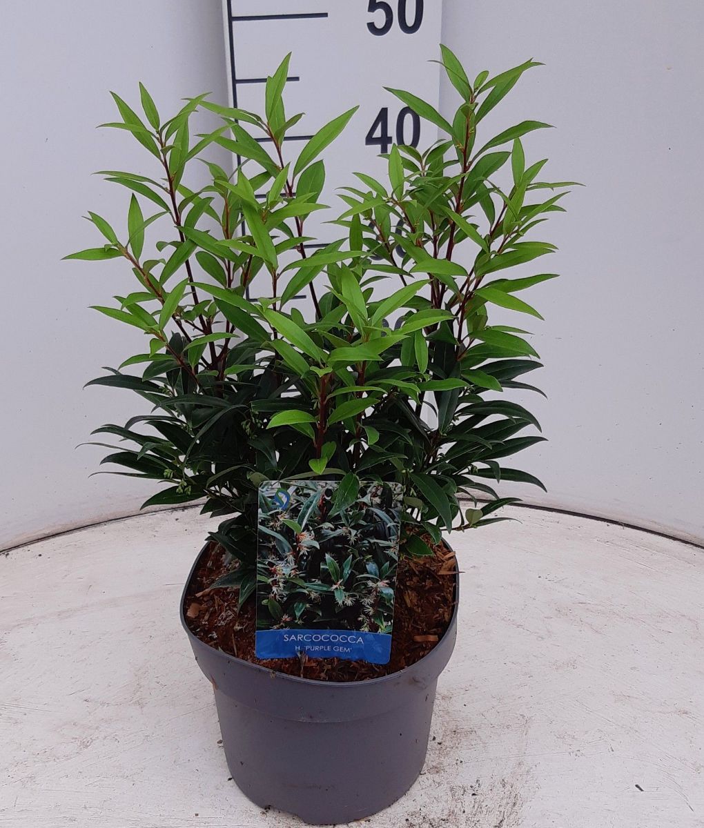 Main image on product details page