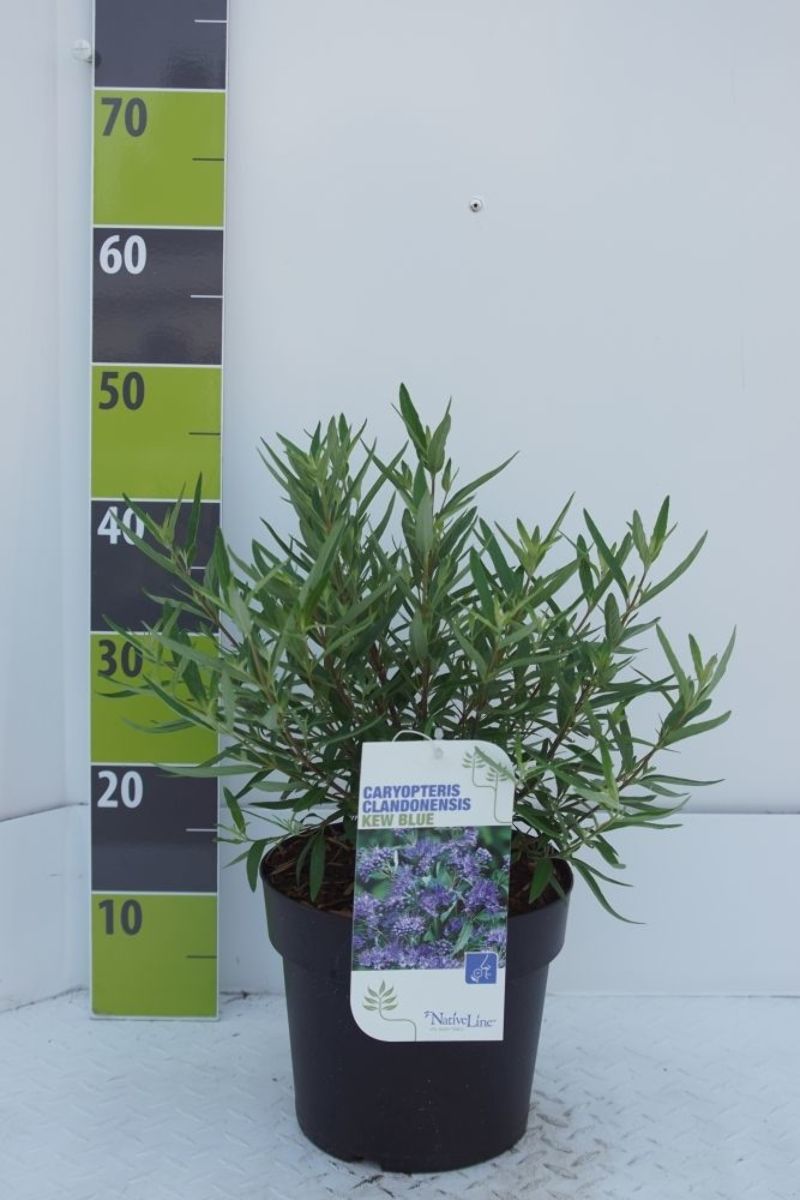 Main image on product details page