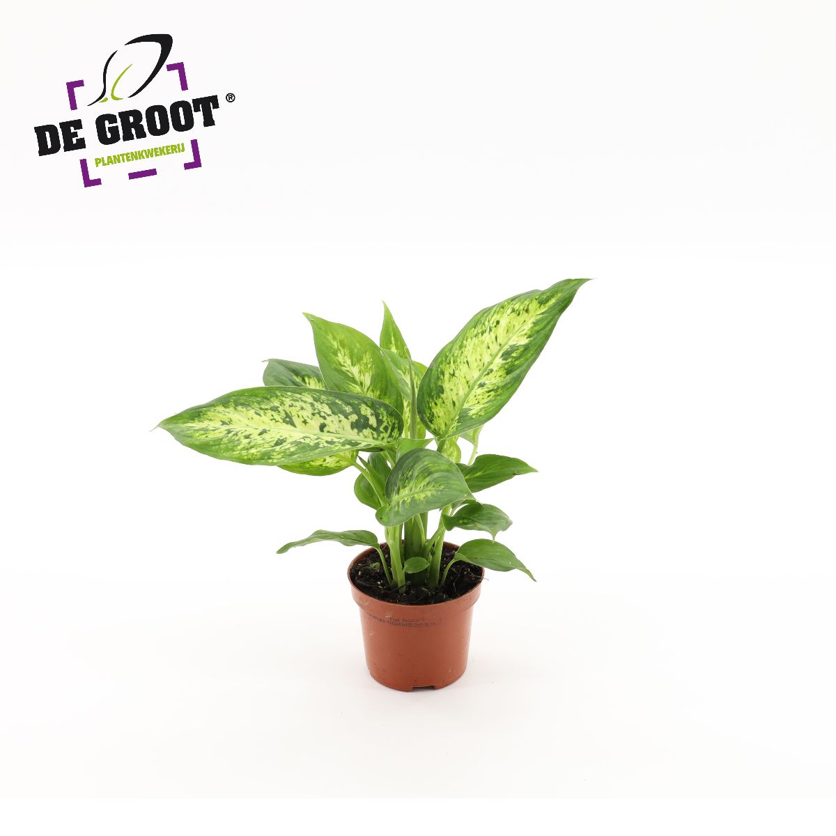 Main image on product details page