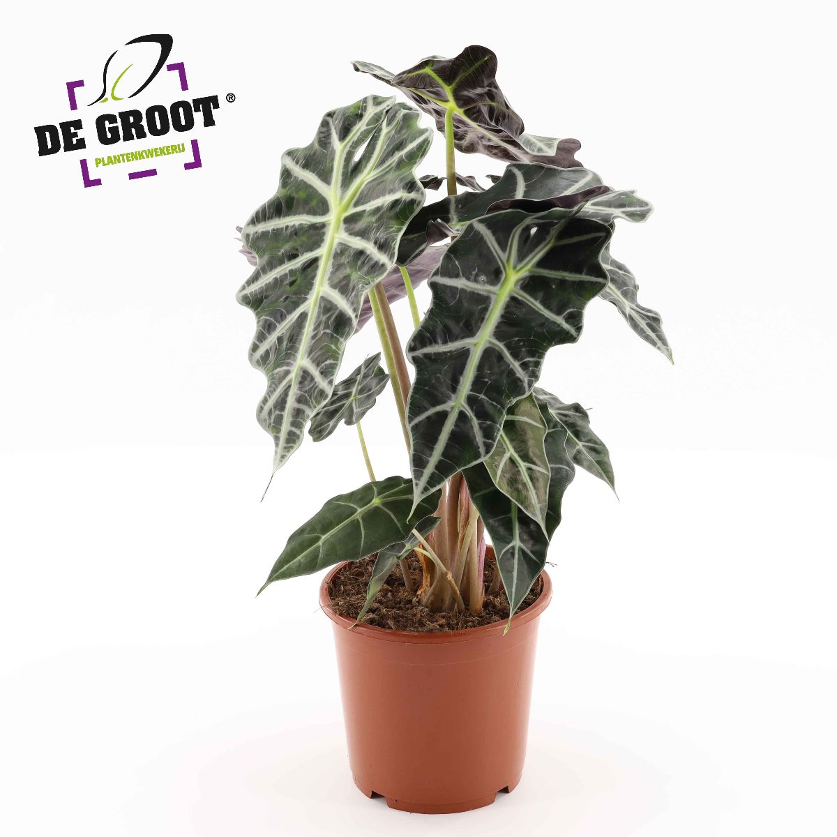 Main image on product details page