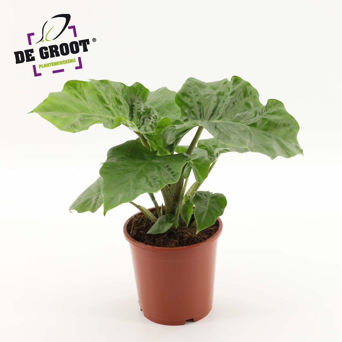 Main image on product details page