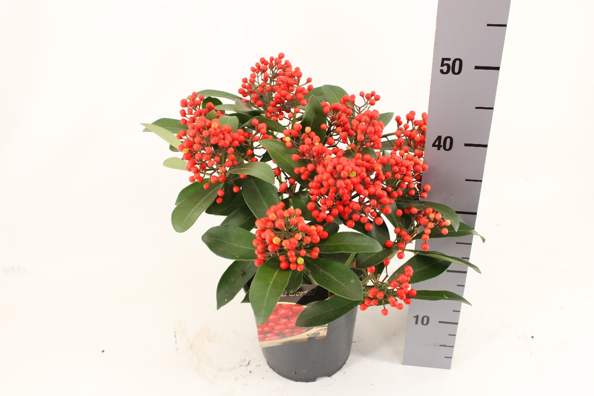 Main image on product details page