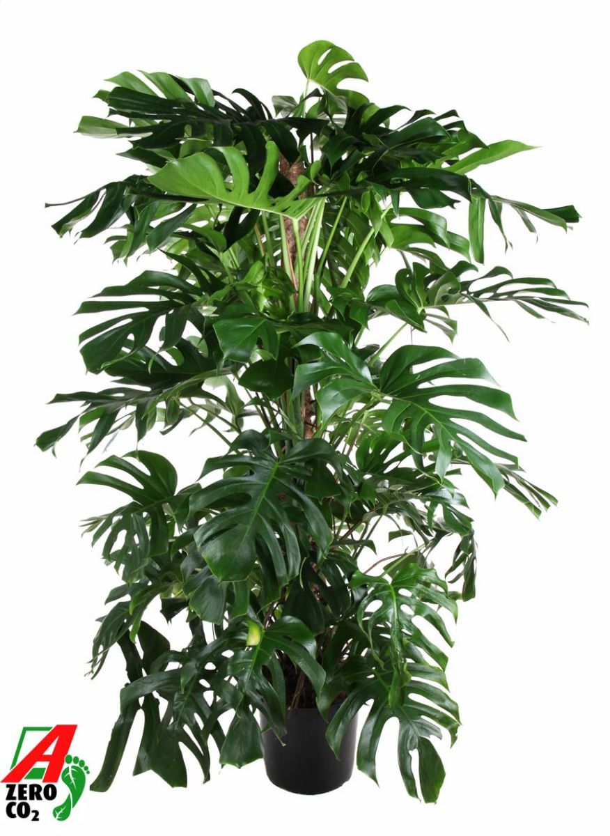 Main image on product details page