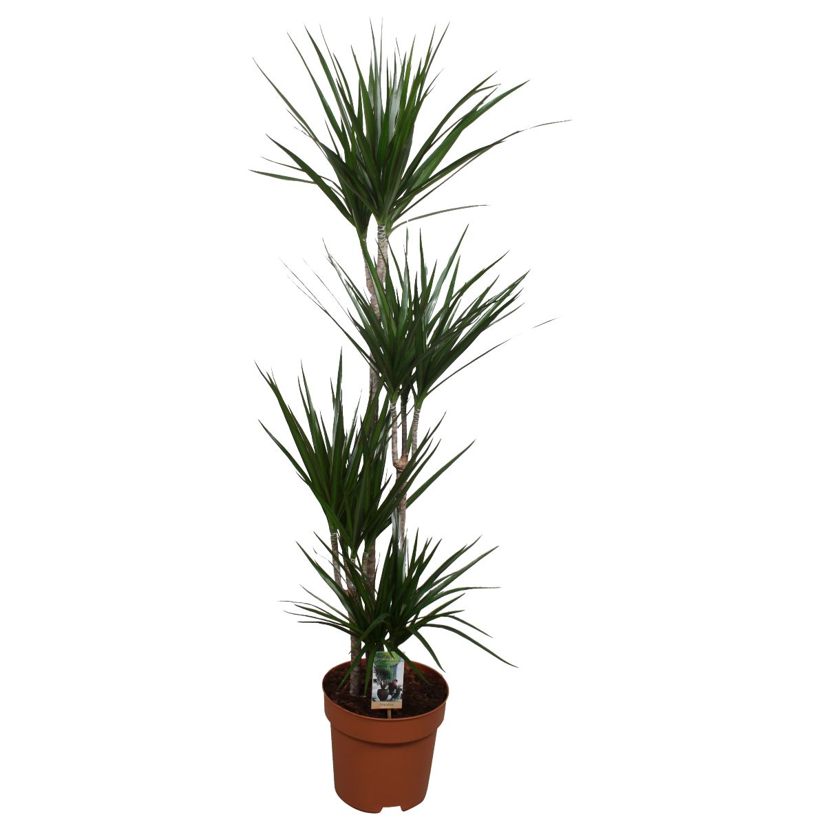 Main image on product details page
