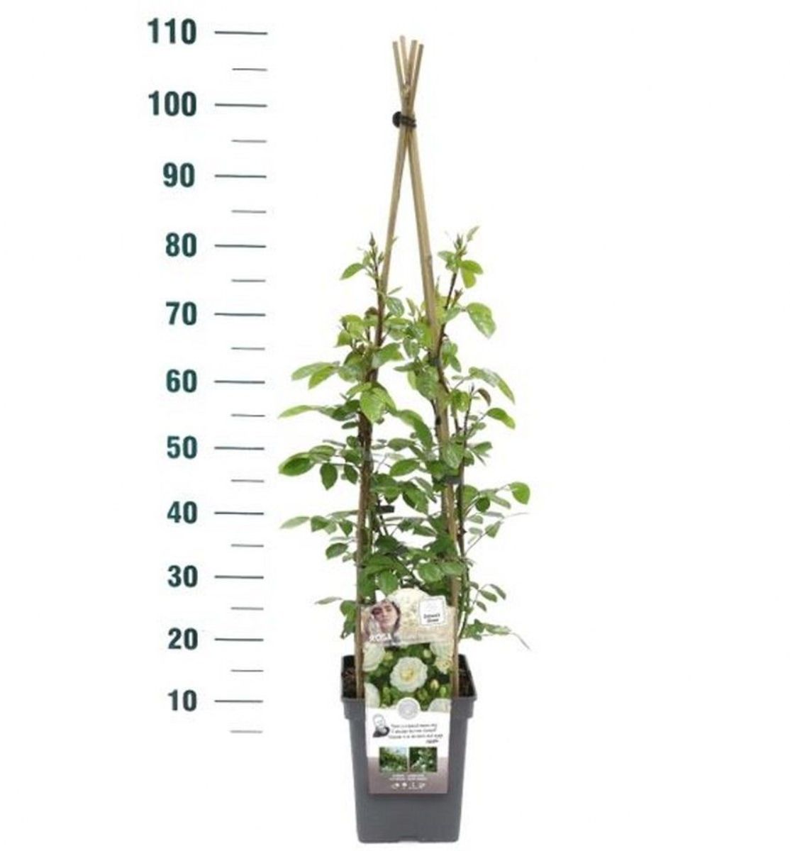 Main image on product details page