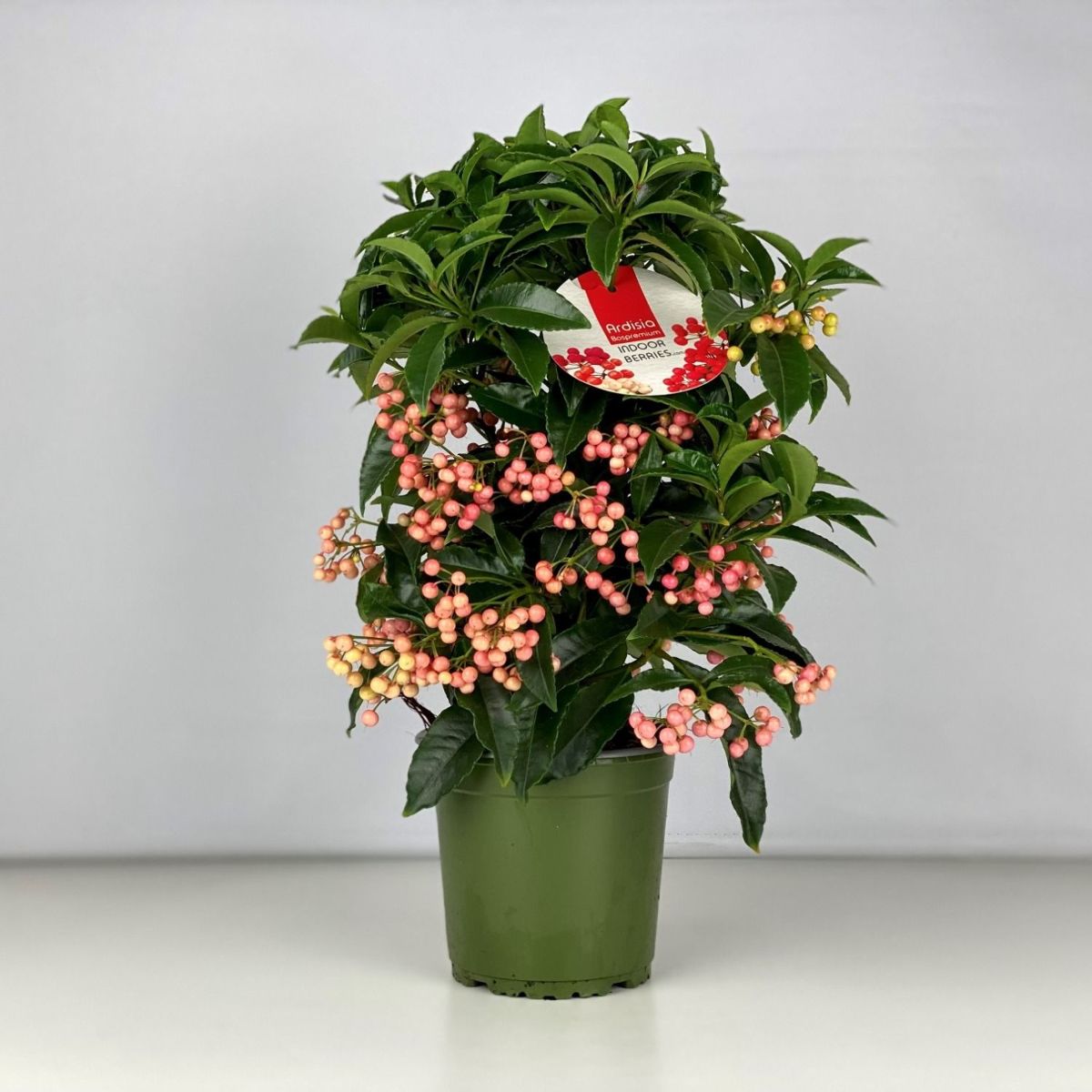 Main image on product details page