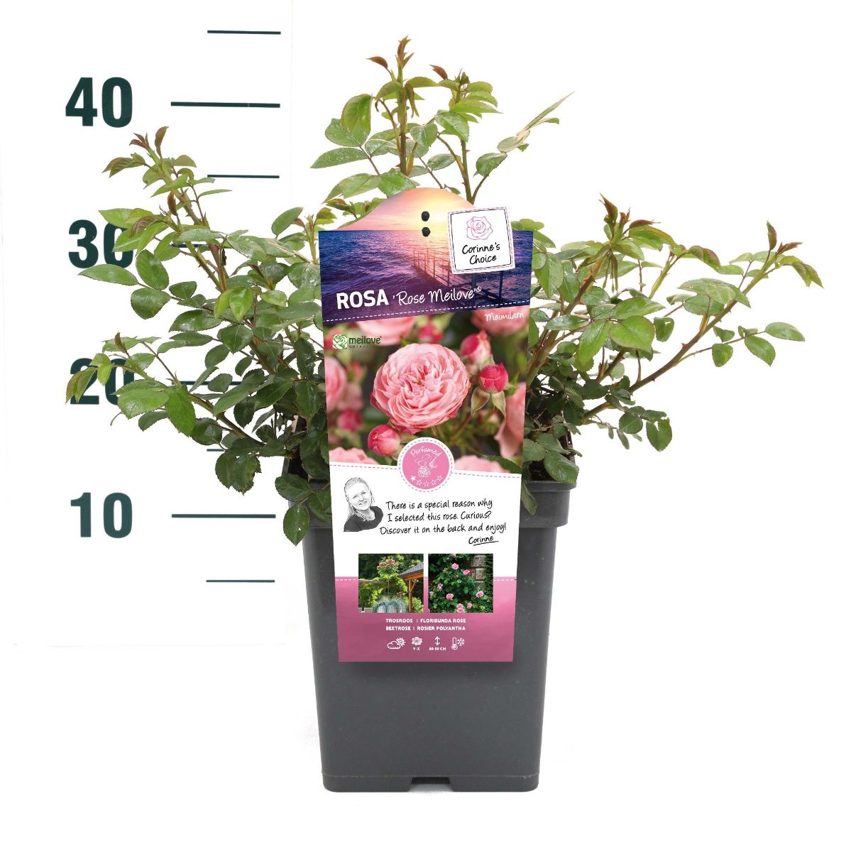 Main image on product details page