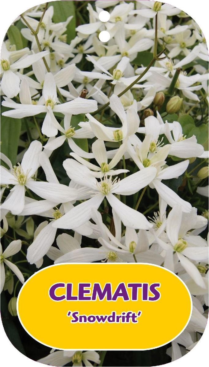 Main image on product details page