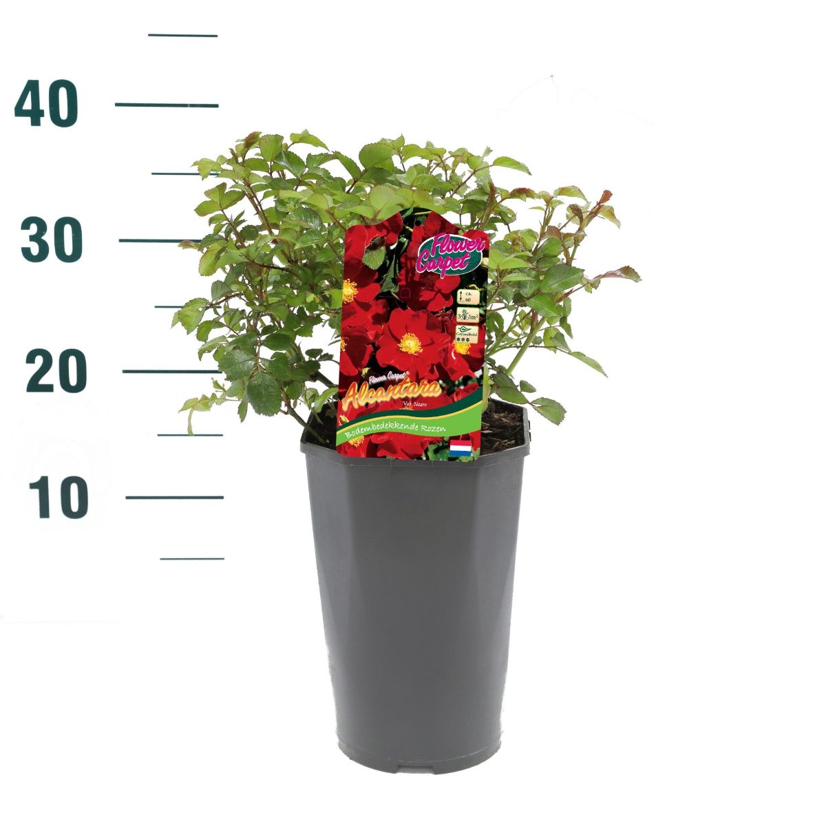 Main image on product details page