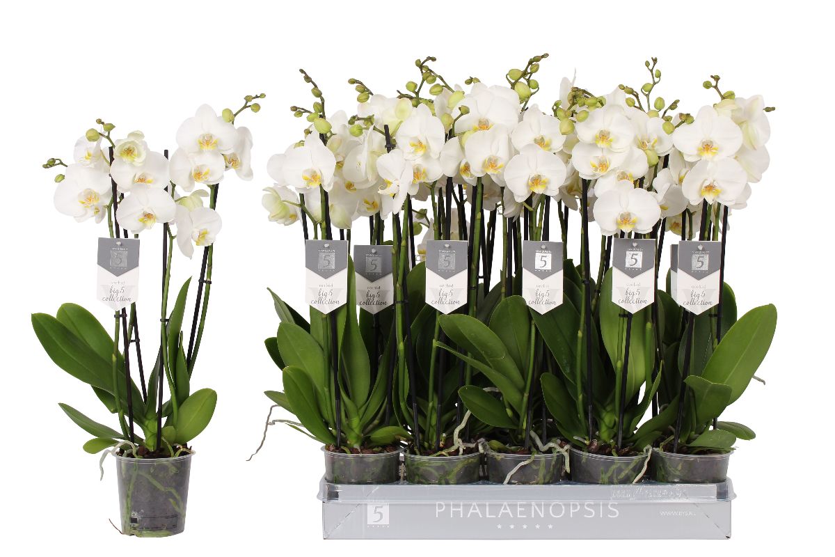 Main image on product details page
