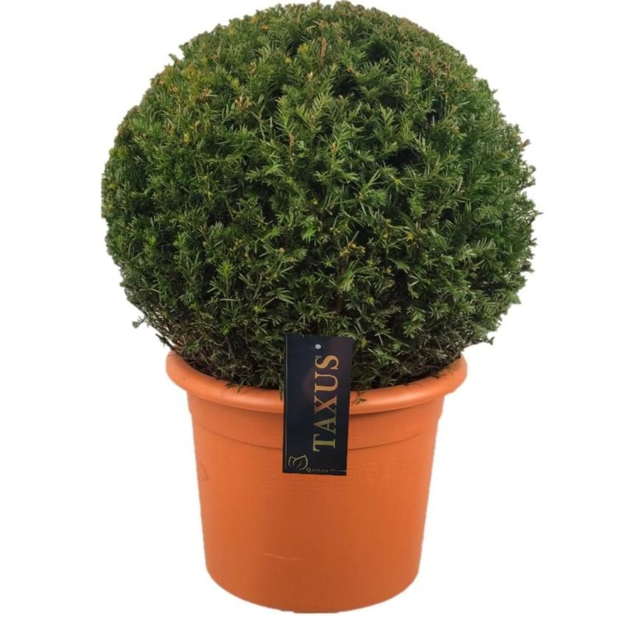 Main image on product details page