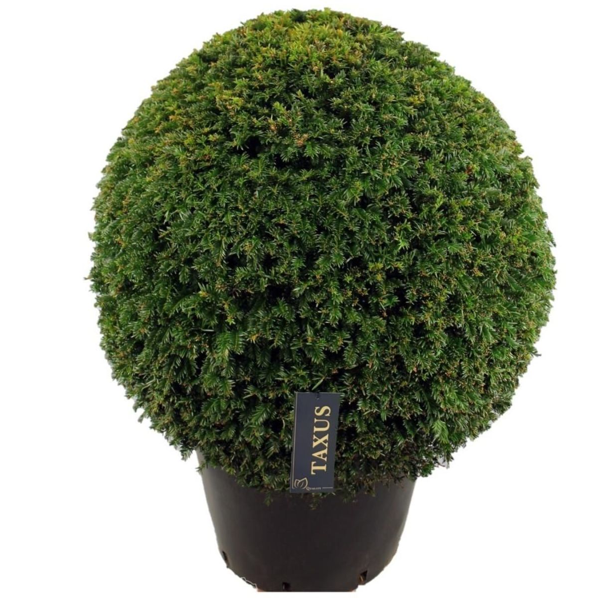 Main image on product details page
