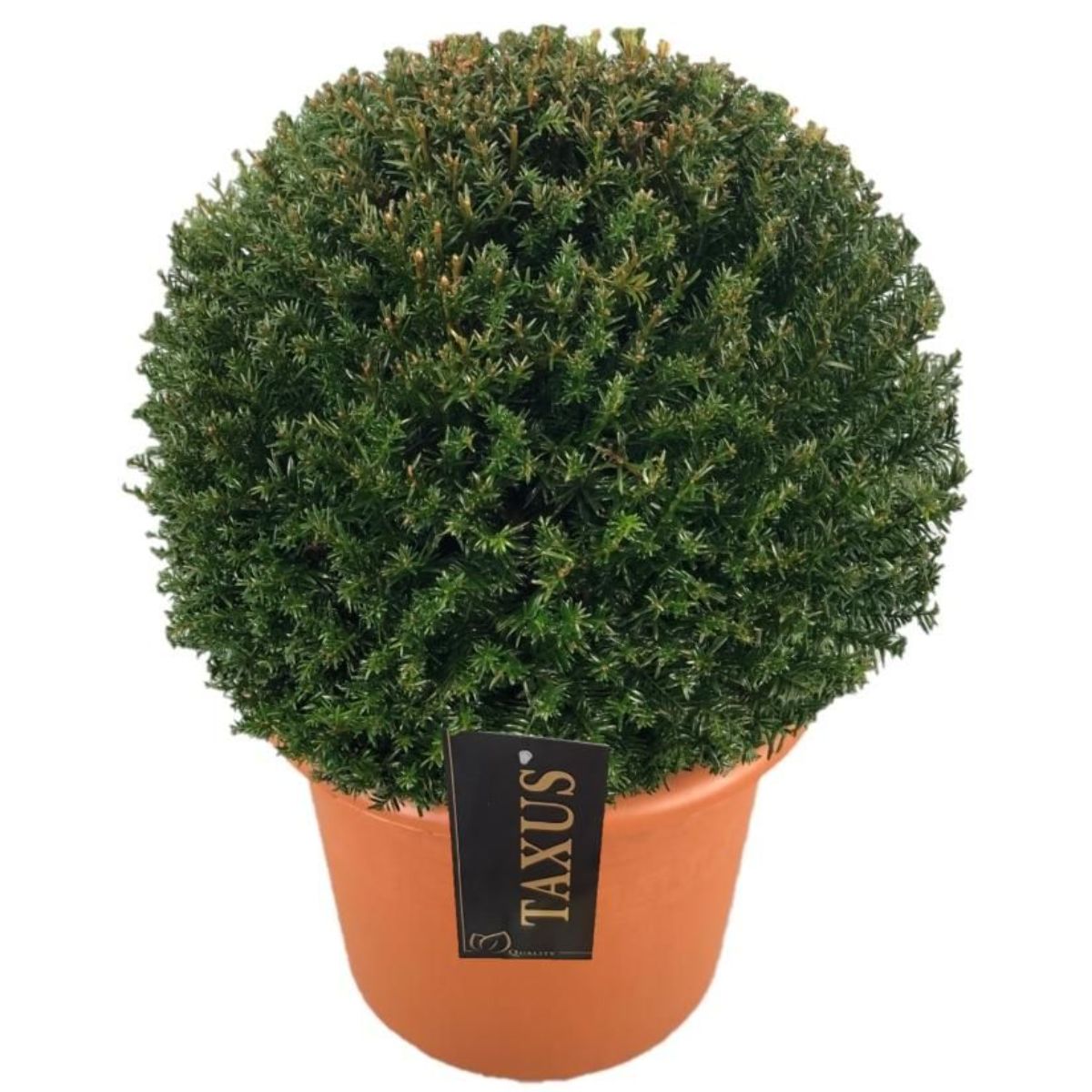 Main image on product details page