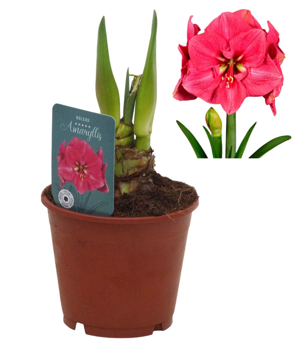 Main image on product details page