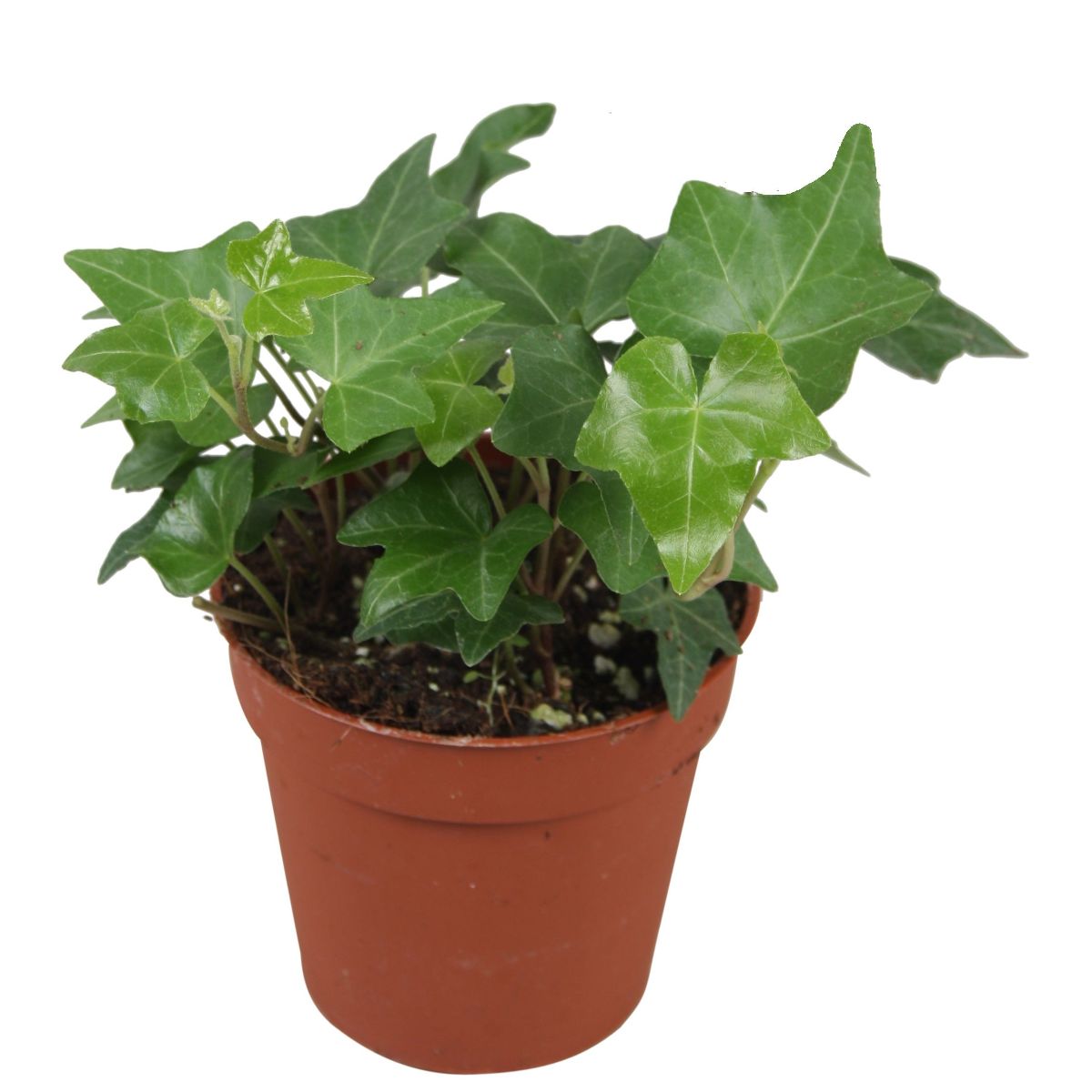 Main image on product details page