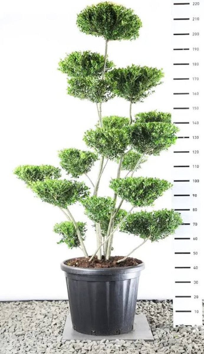 Main image on product details page