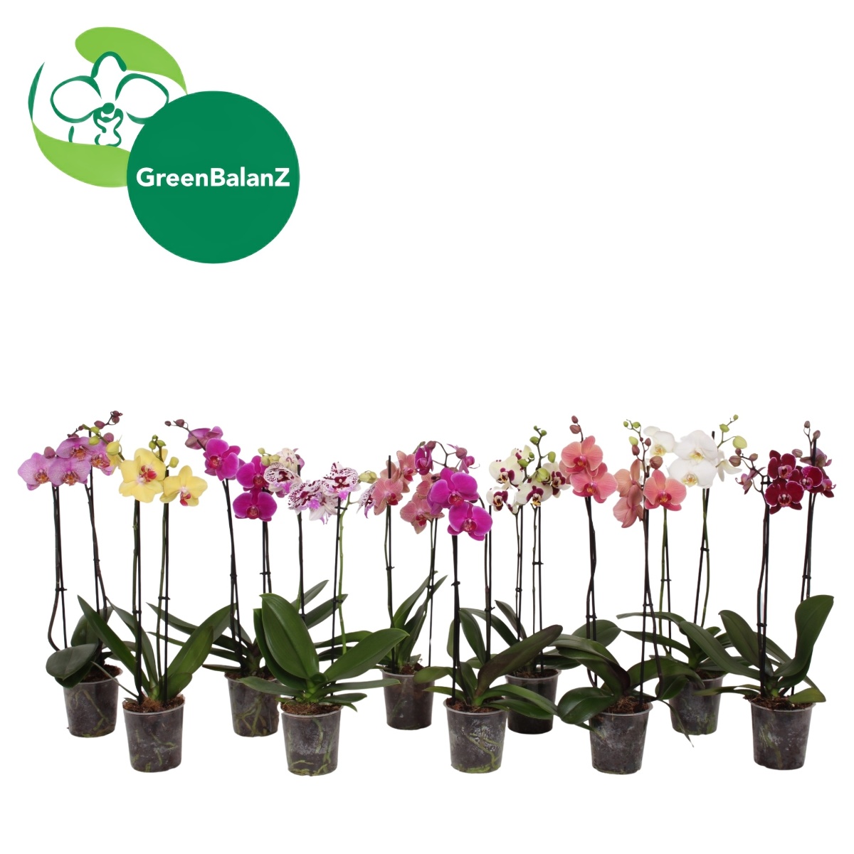 Main image on product details page