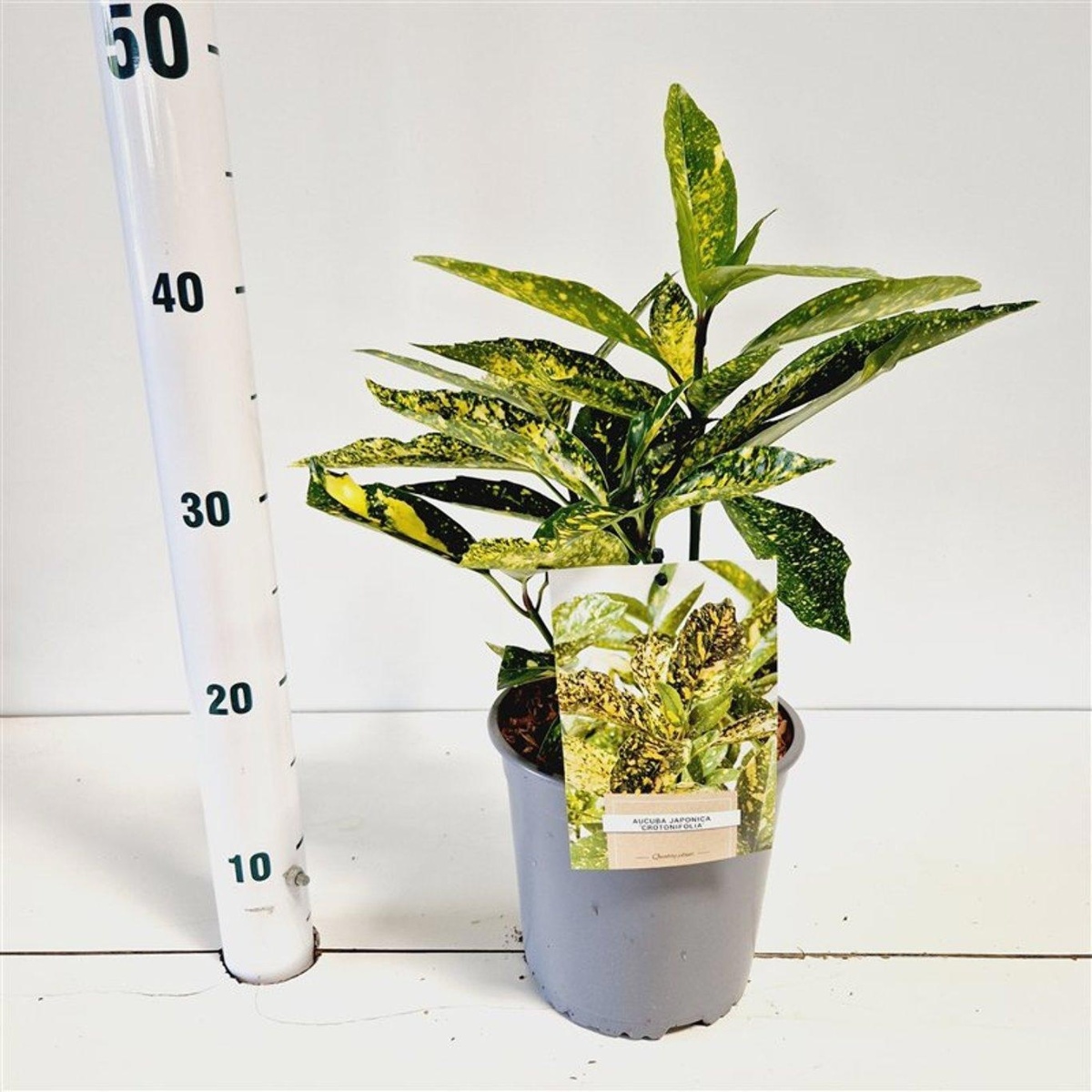 Main image on product details page