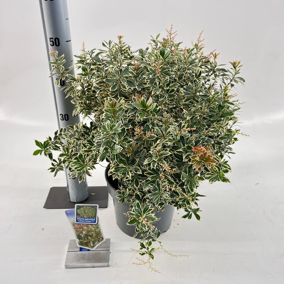 Main image on product details page