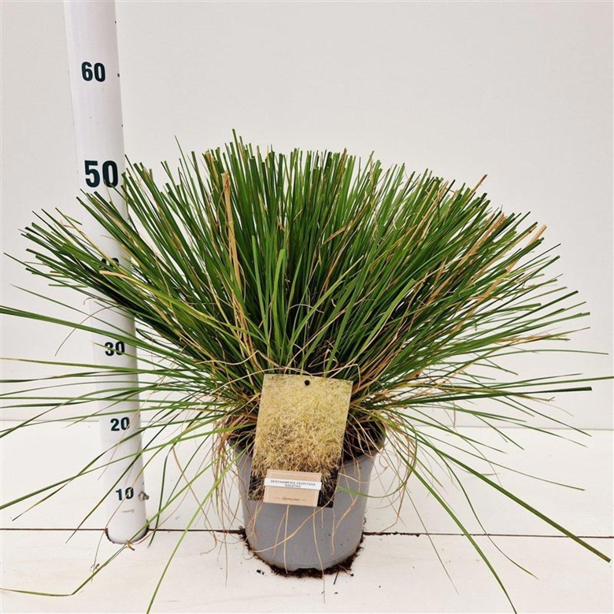 Main image on product details page