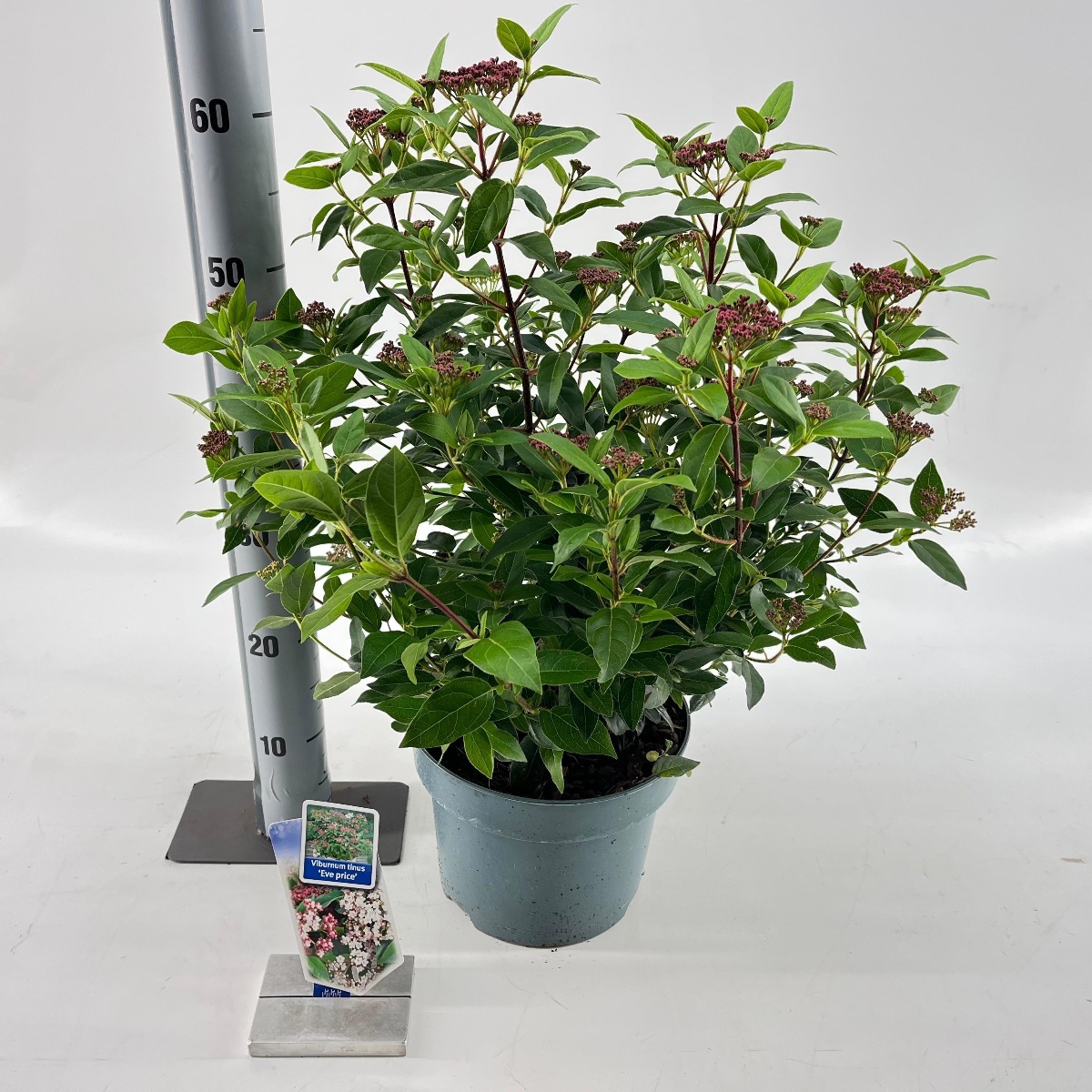 Main image on product details page