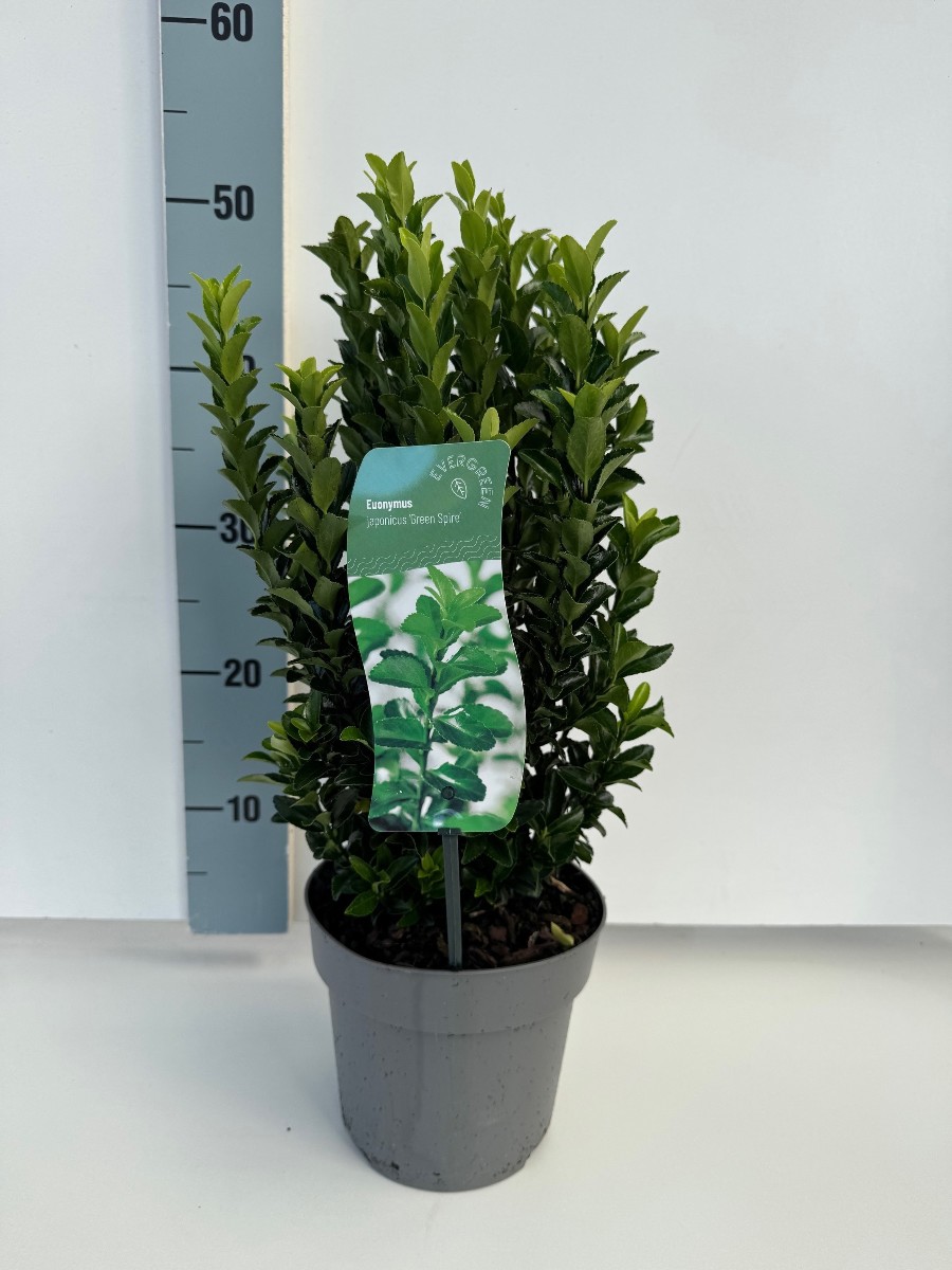 Main image on product details page