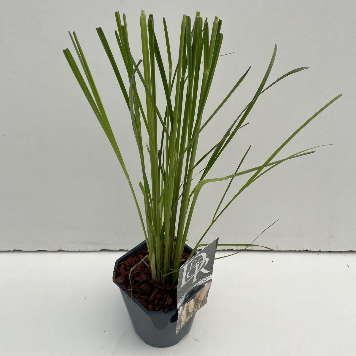 Main image on product details page