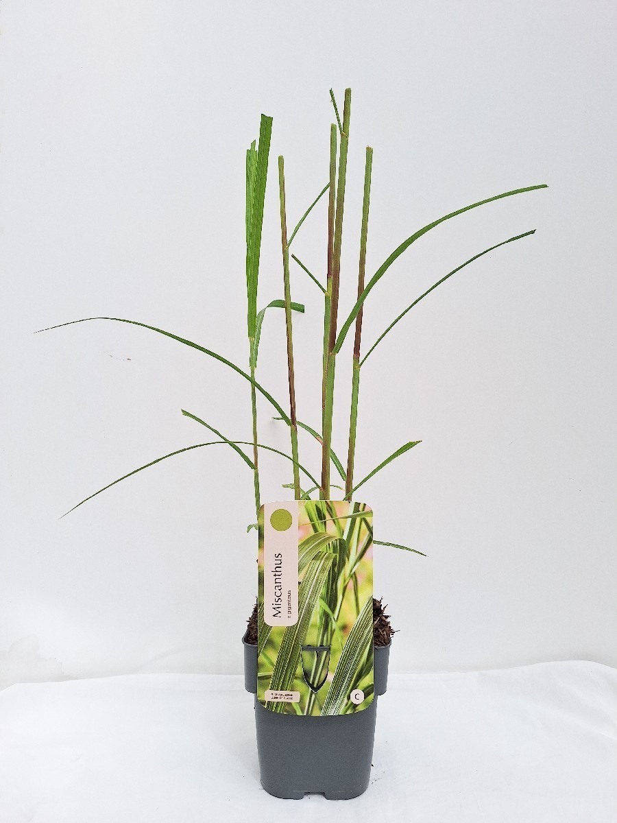 Main image on product details page