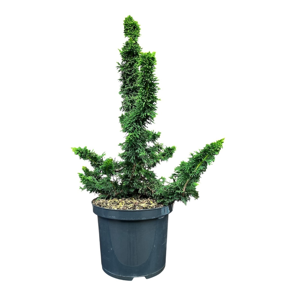 Main image on product details page