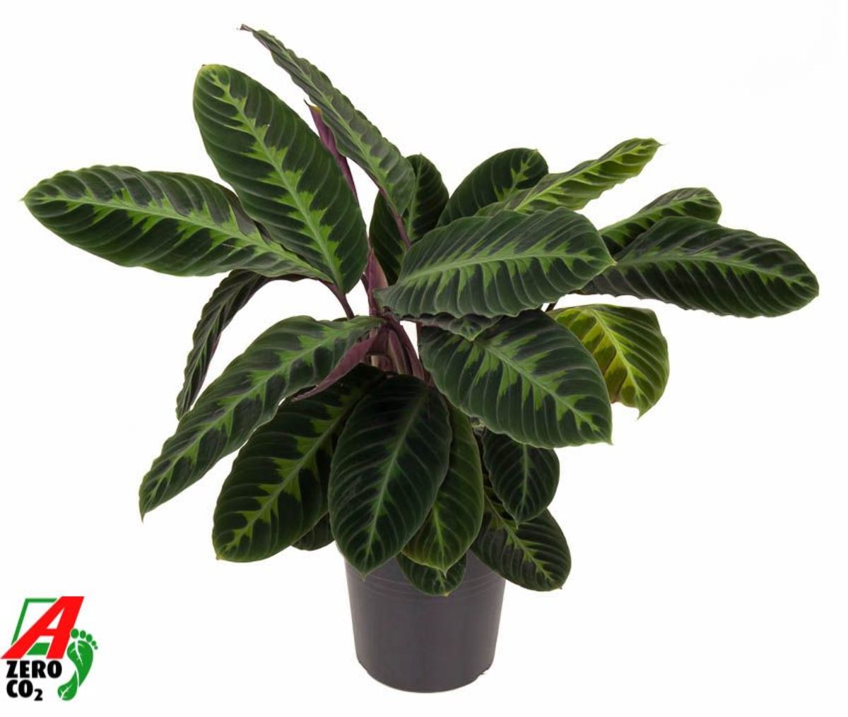 Main image on product details page