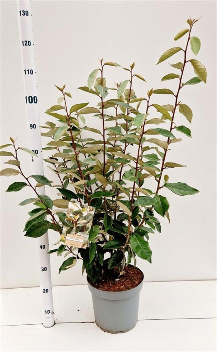 Main image on product details page
