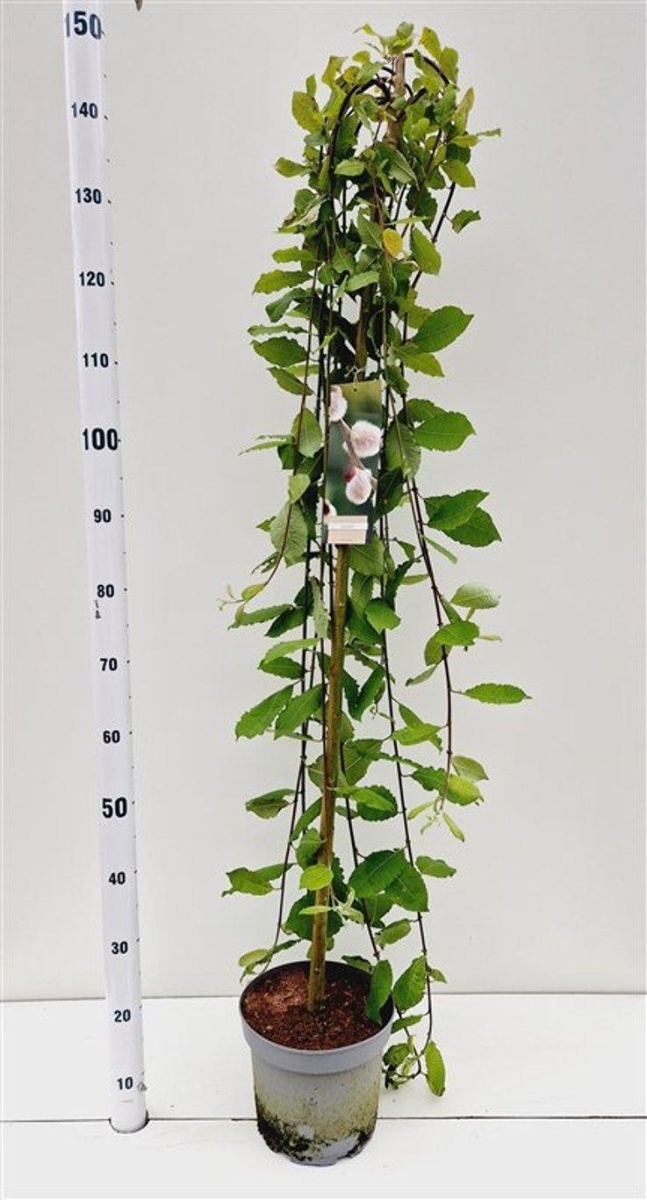 Main image on product details page