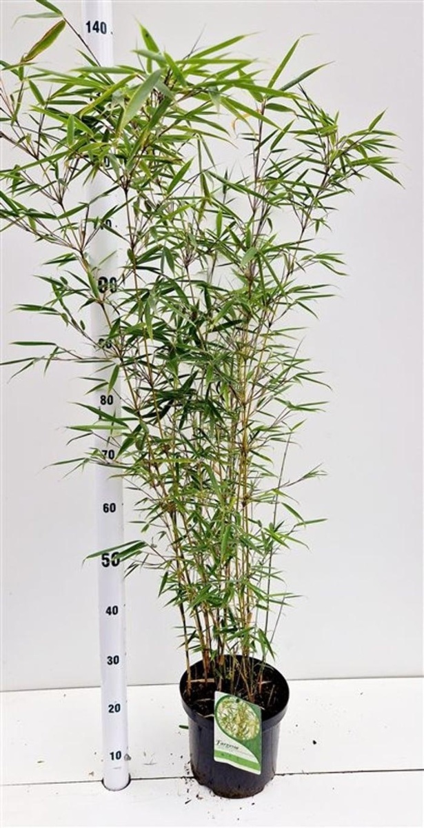 Main image on product details page
