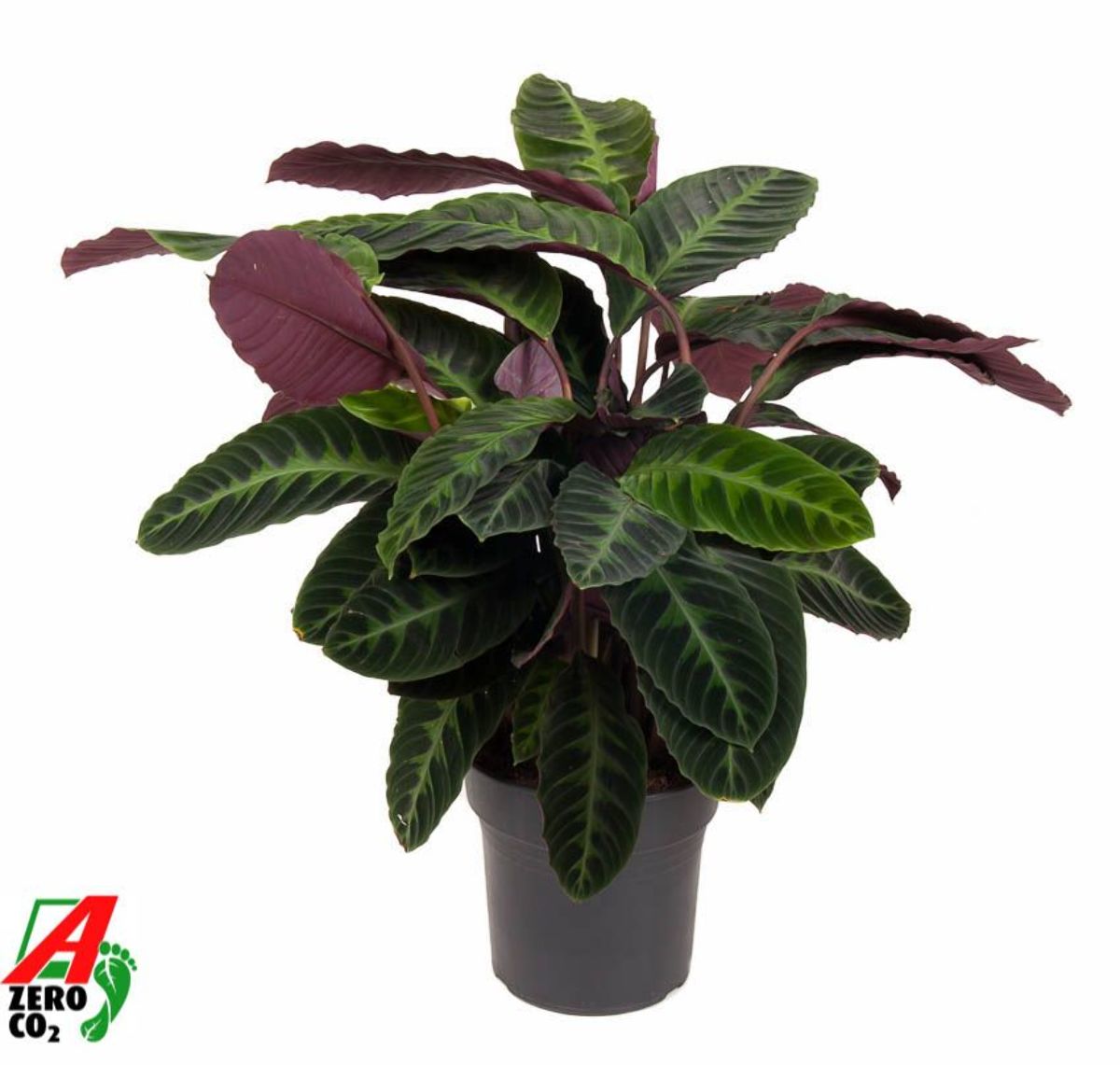 Main image on product details page