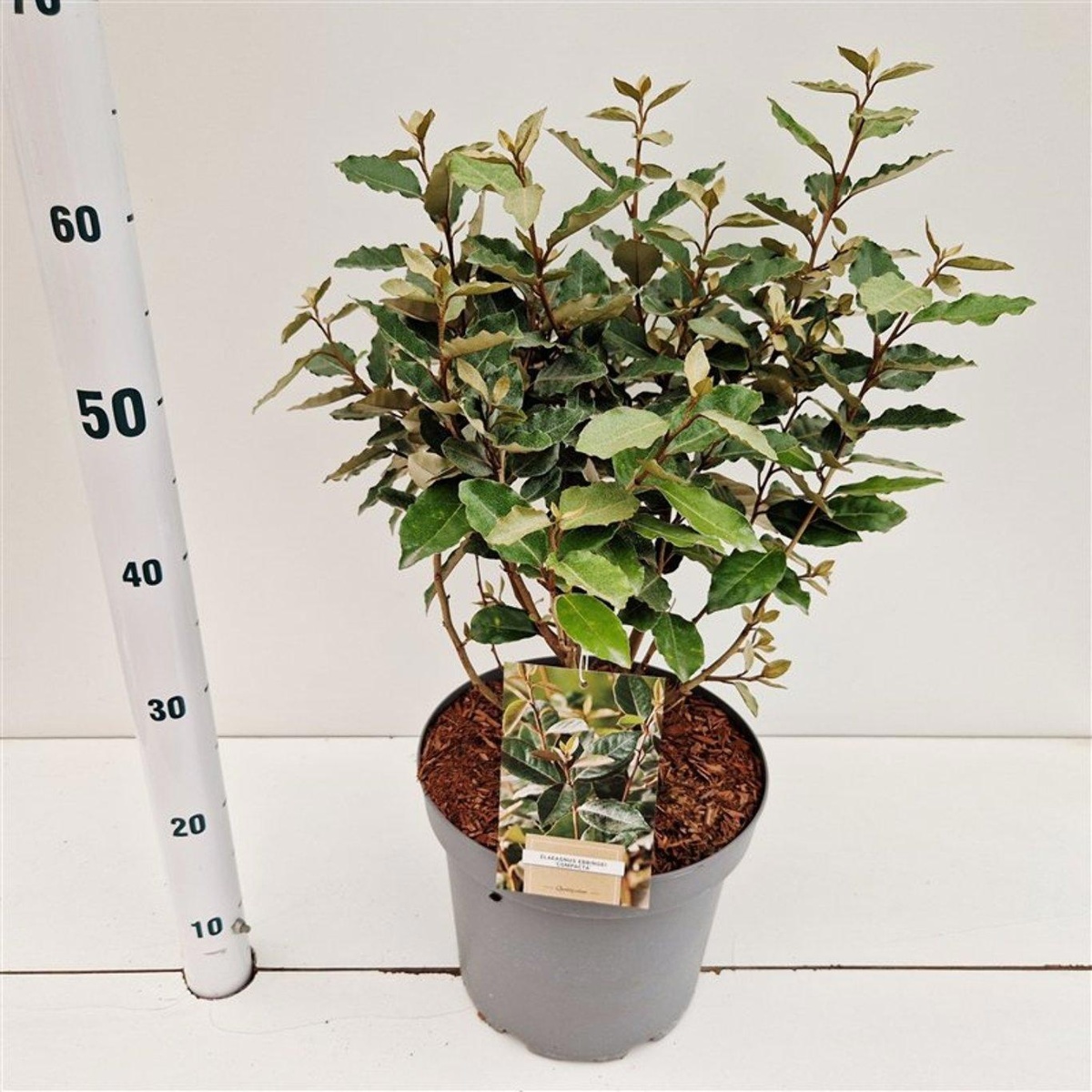 Main image on product details page