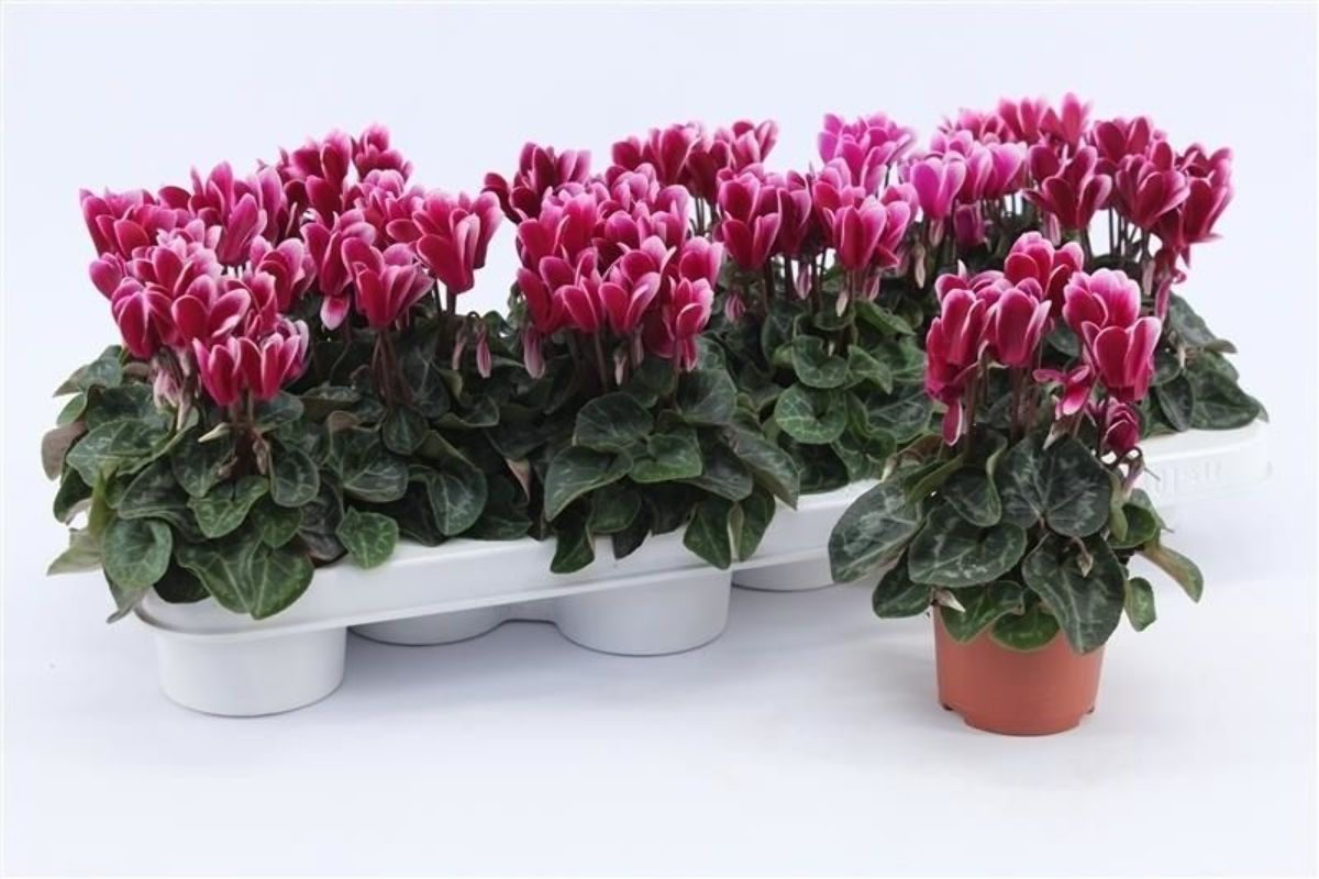 Main image on product details page