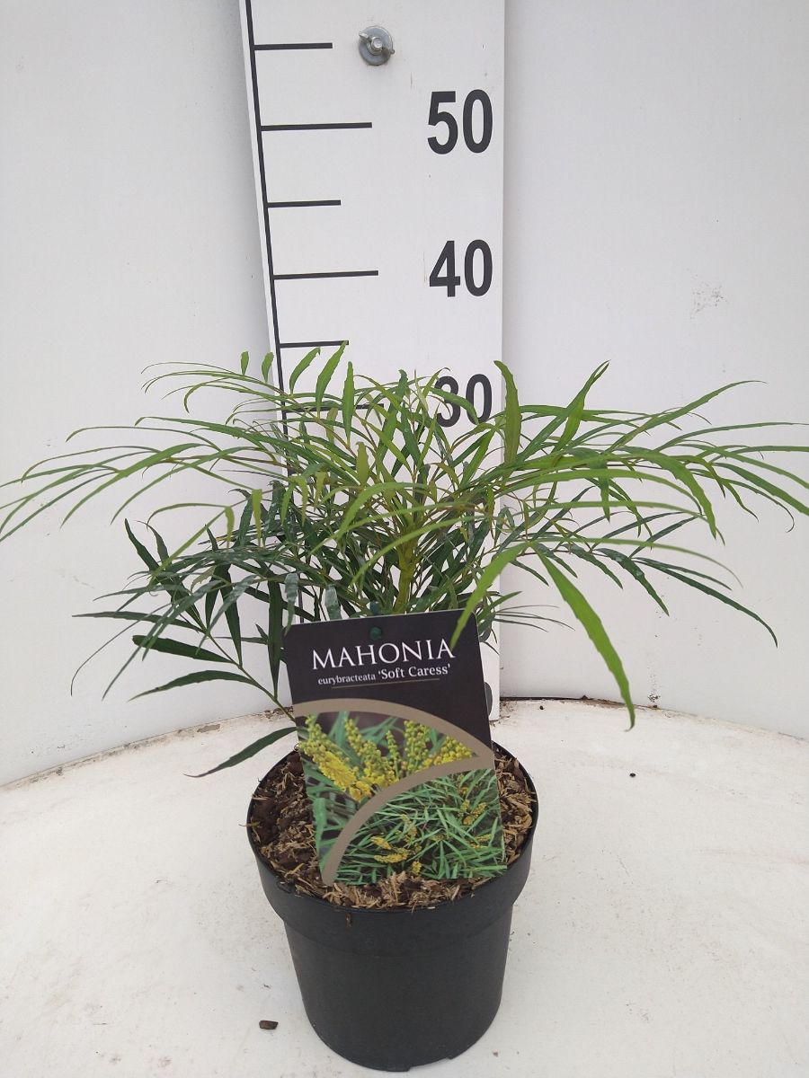 Main image on product details page